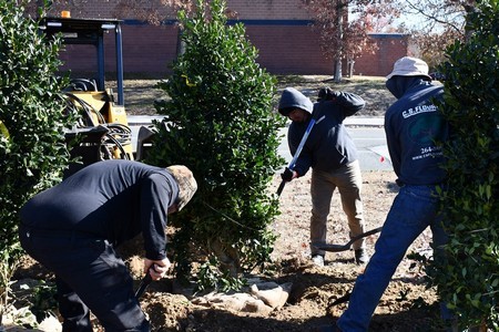 Planting Services project 5 in North Richland Hills