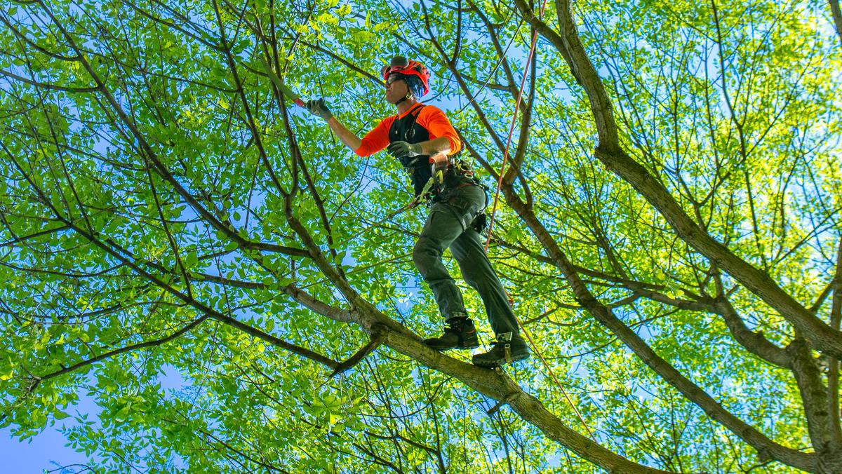 Tree Trimming project 1 in North Richland Hills