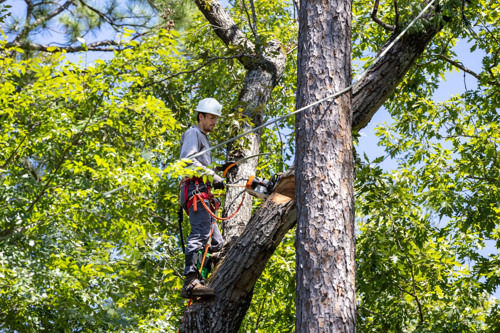 Tree Trimming project 2 in North Richland Hills